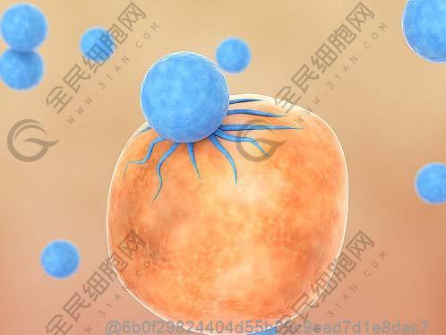 30分钟锻炼能增加机体血液中杀伤性白细胞的水平和比例